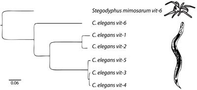 Vitellogenins - Yolk Gene Function and Regulation in Caenorhabditis elegans